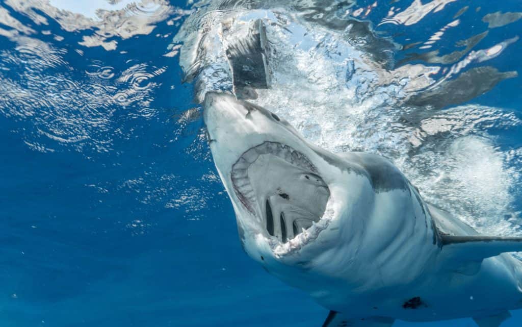 can sharks breathe underwater