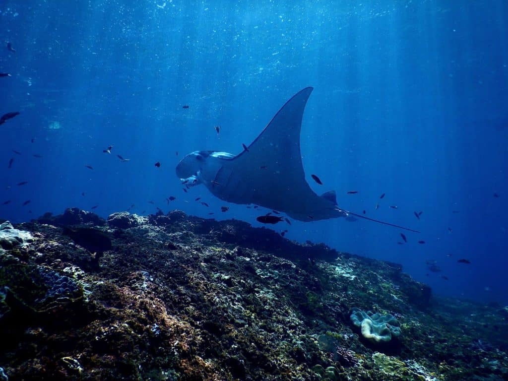 do manta rays jump out of the water