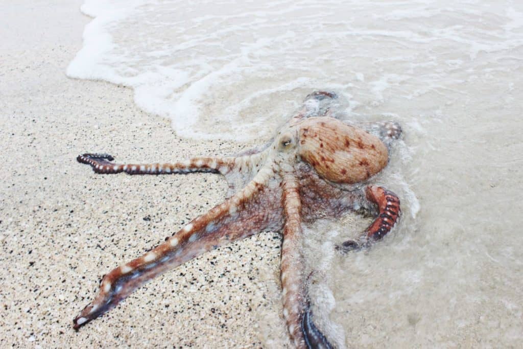 can octopuses live on land