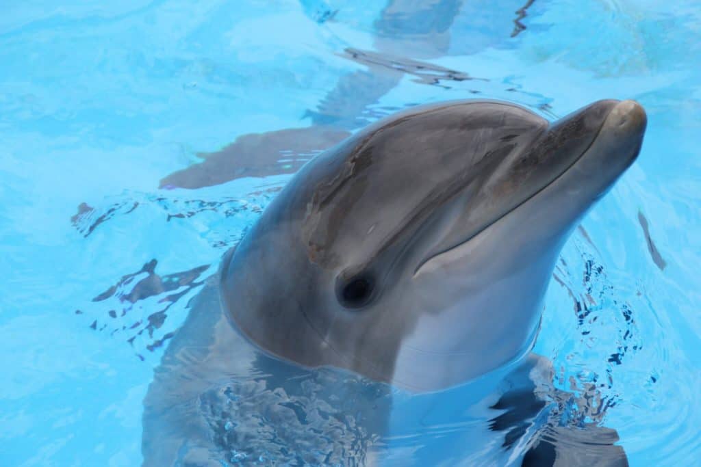are dolphins predators
