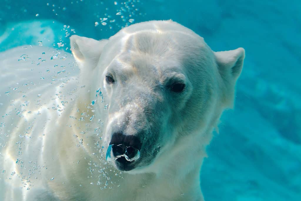 can polar bears swim