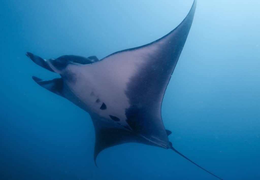 are manta rays endangered
