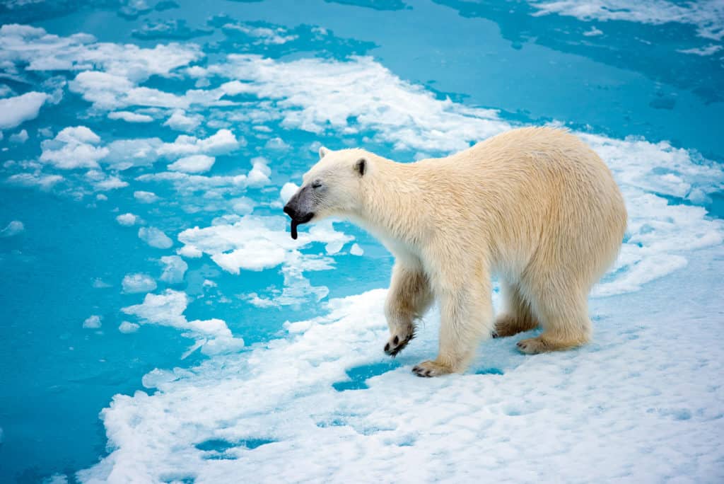 are polar bears dangerous
