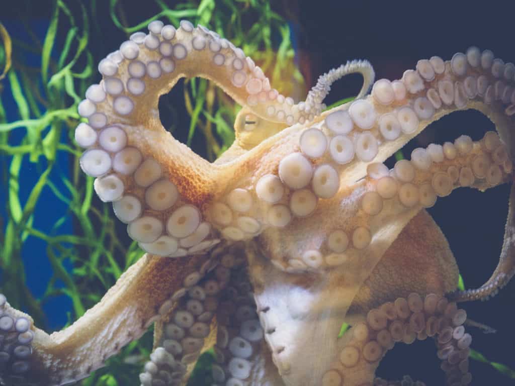 do octopus have tentacles