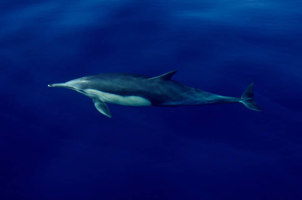 are dolphins endangered