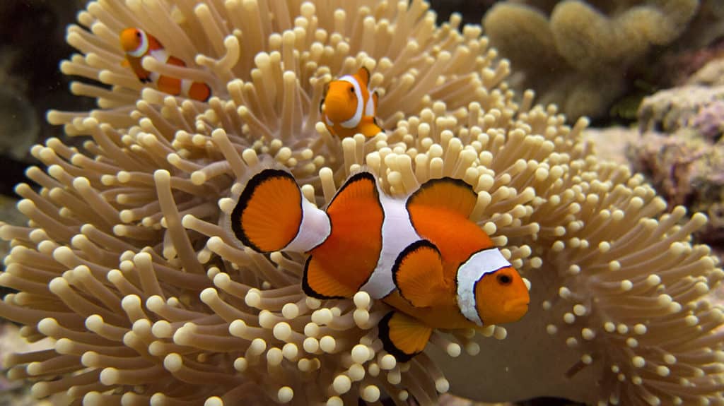 are clownfish tropical