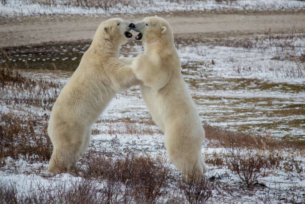 are polar bears endangered
