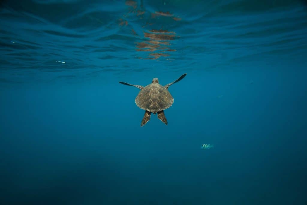 can sea turtles breathe underwater