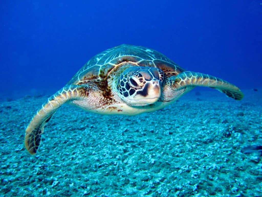 do sea turtles drink water