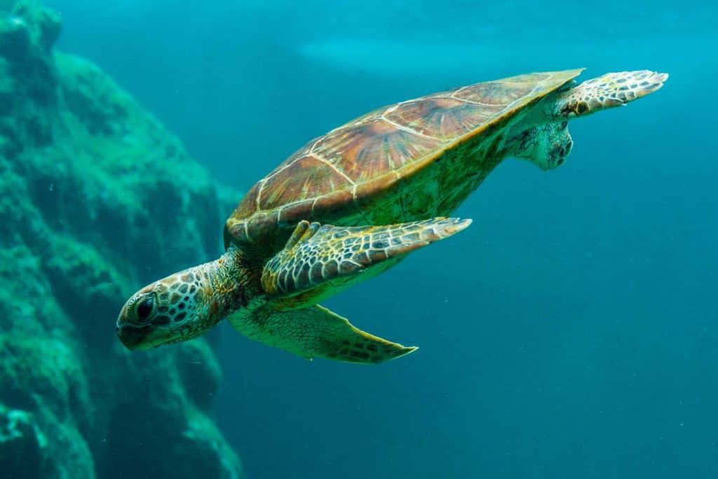 do sea turtles have gills