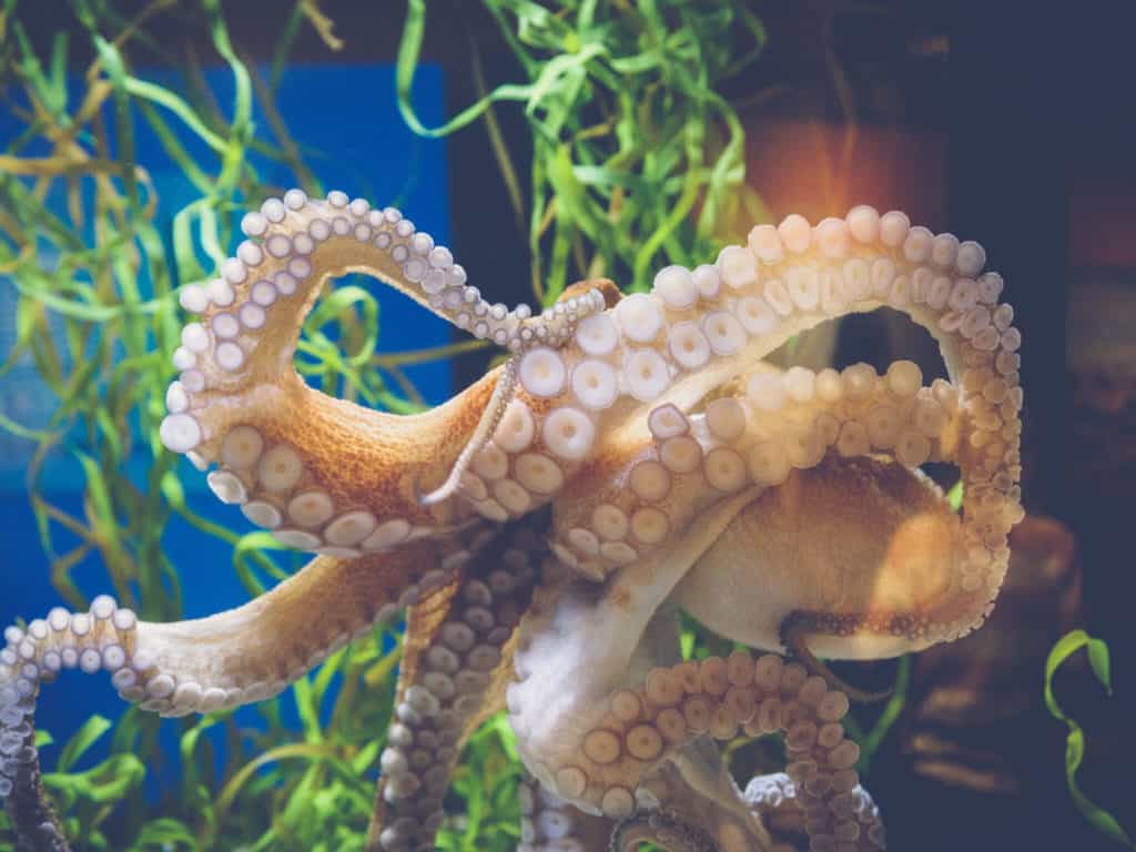 are octopus dangerous