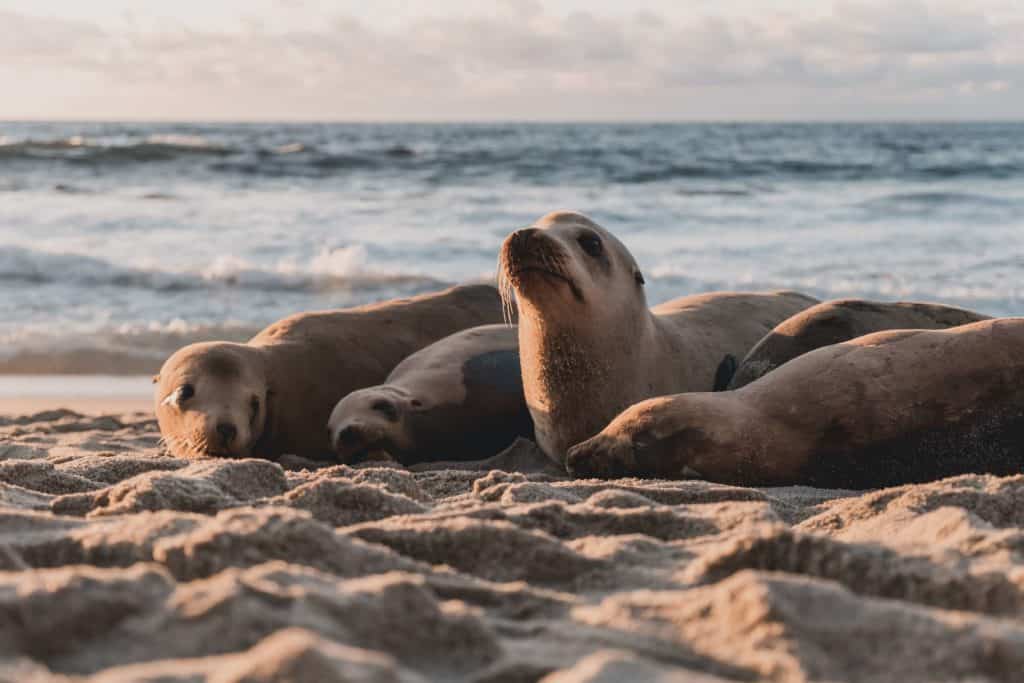 are seals friendly