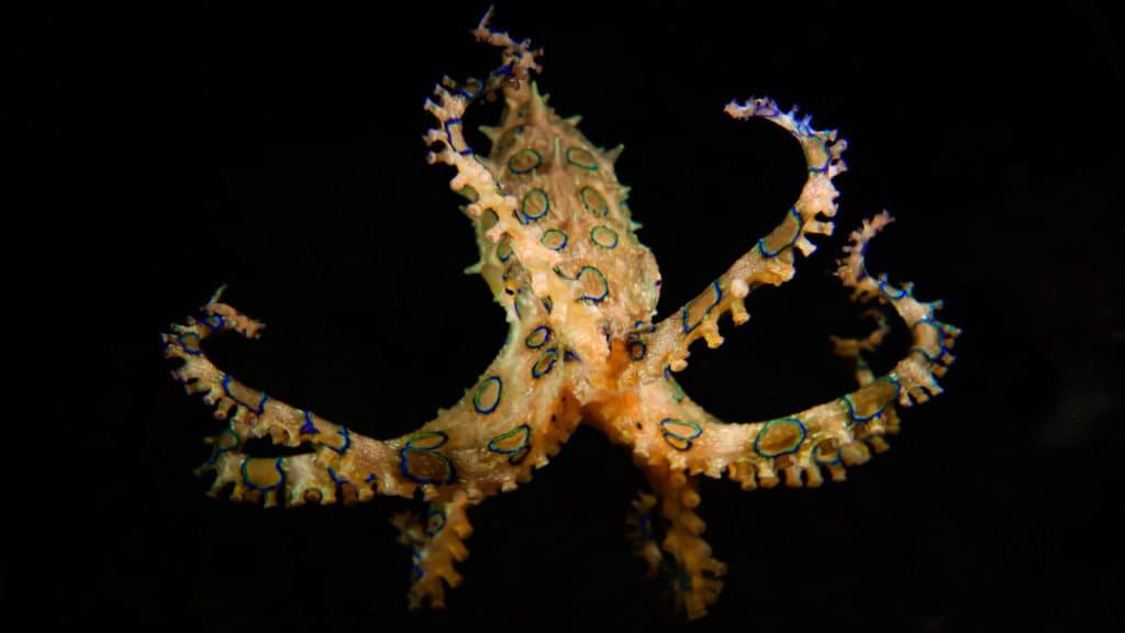 blue ringed octopus size