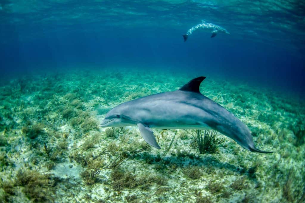 can dolphins breathe underwater
