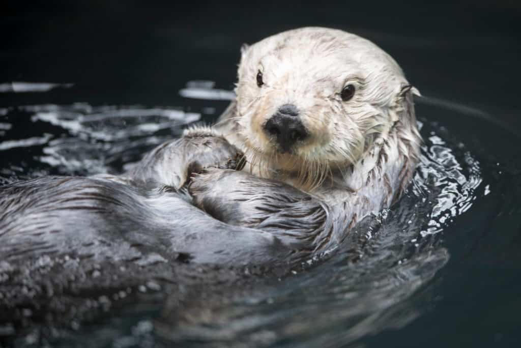 are sea otters carnivores