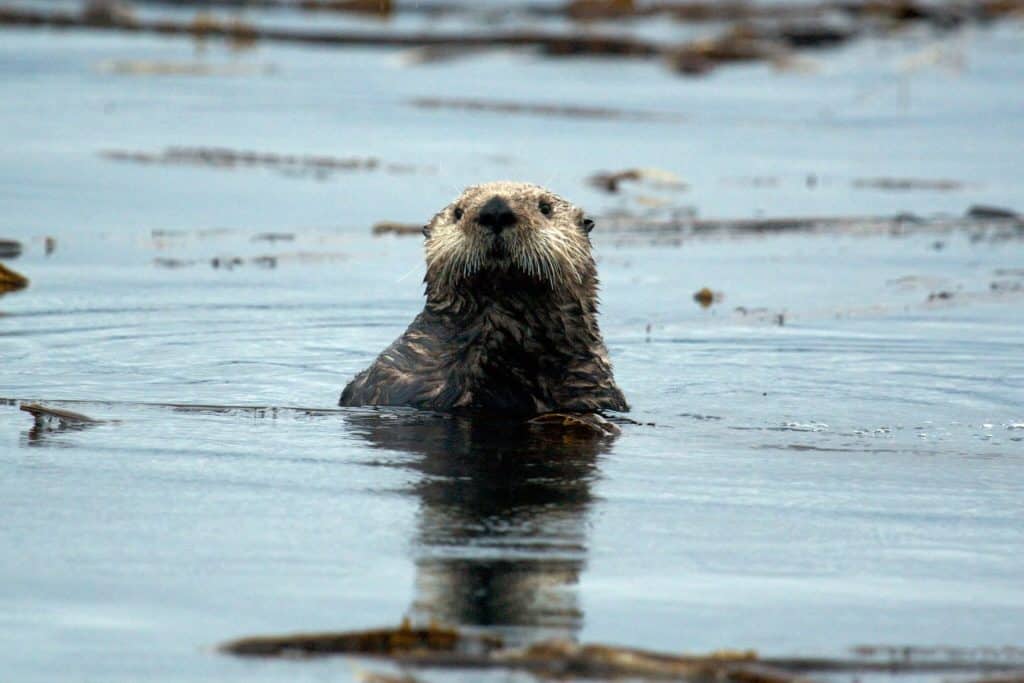 are sea otters friendly