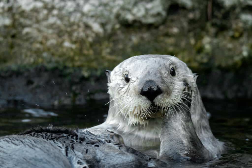 sea otter habitat