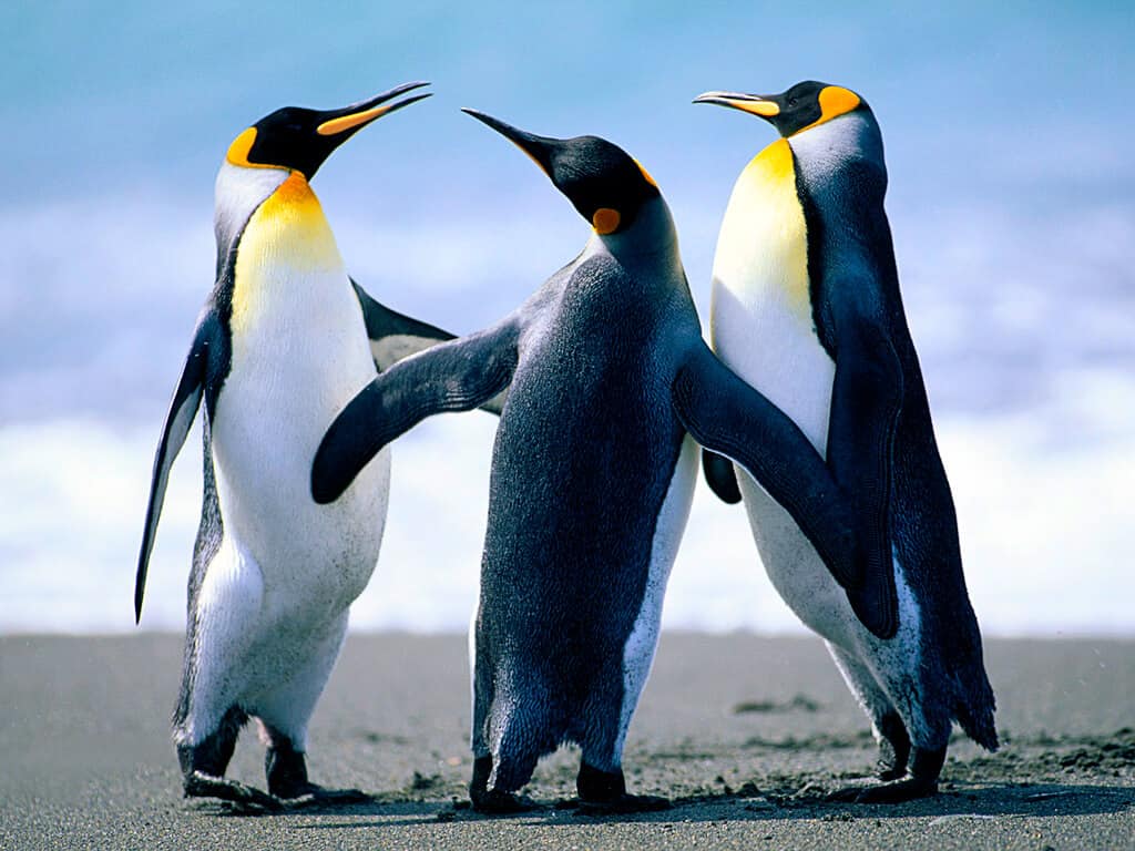 do penguins have tails