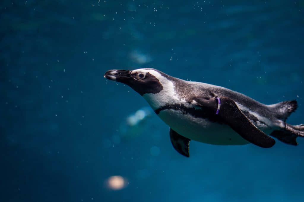 can penguins breathe underwater