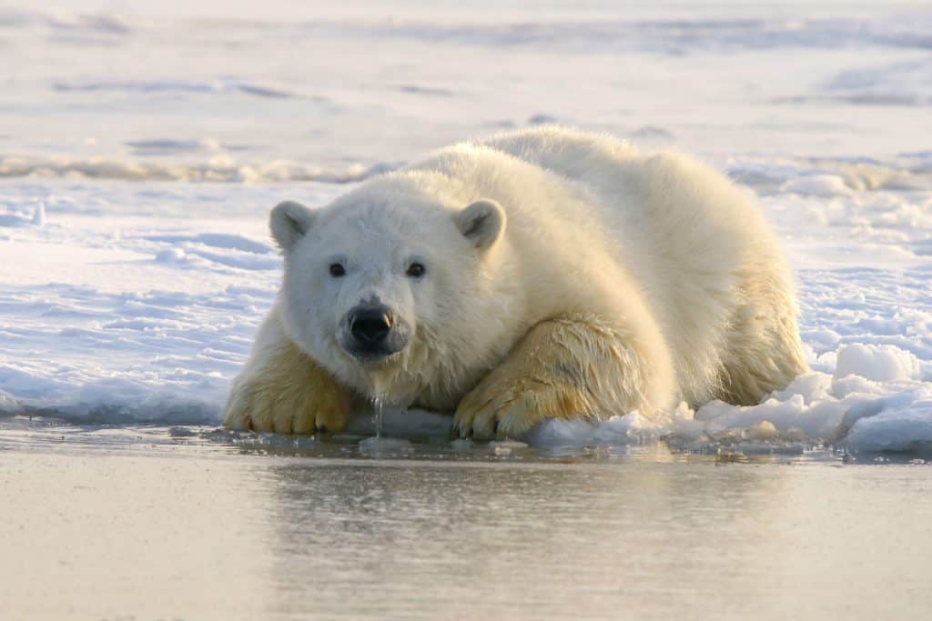 Polar Bear Nutrition: The Role of Fish in Their Diet - MarinePatch