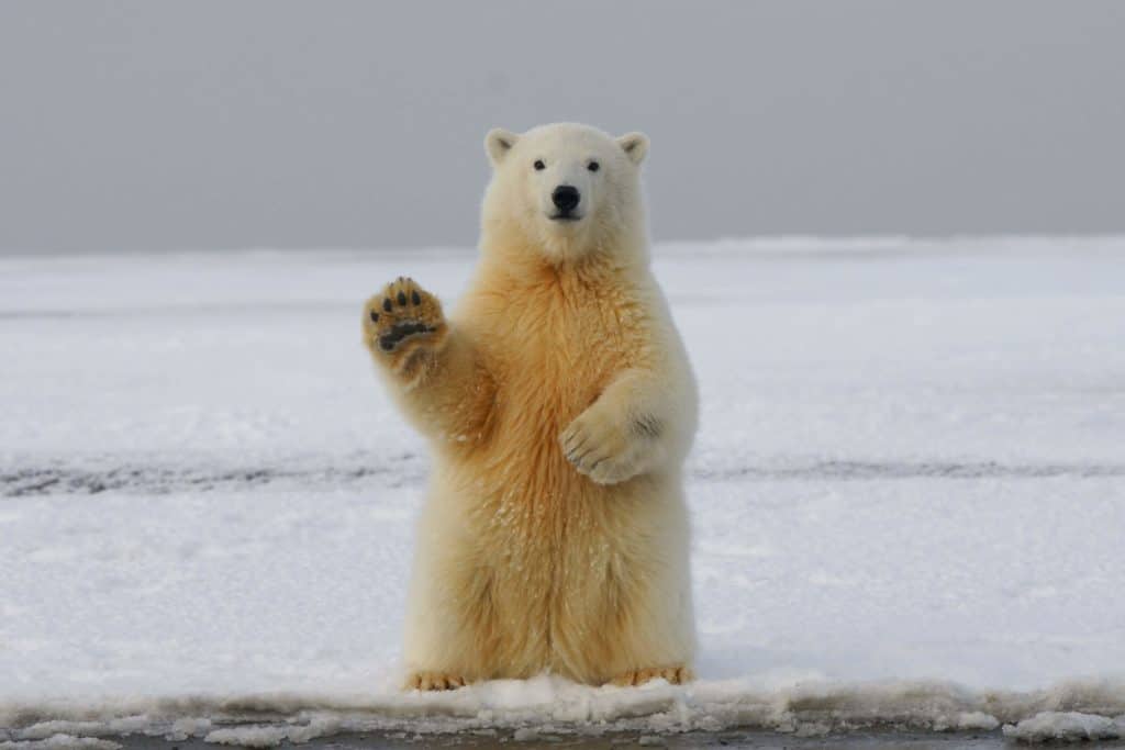 do polar bears have webbed feet
