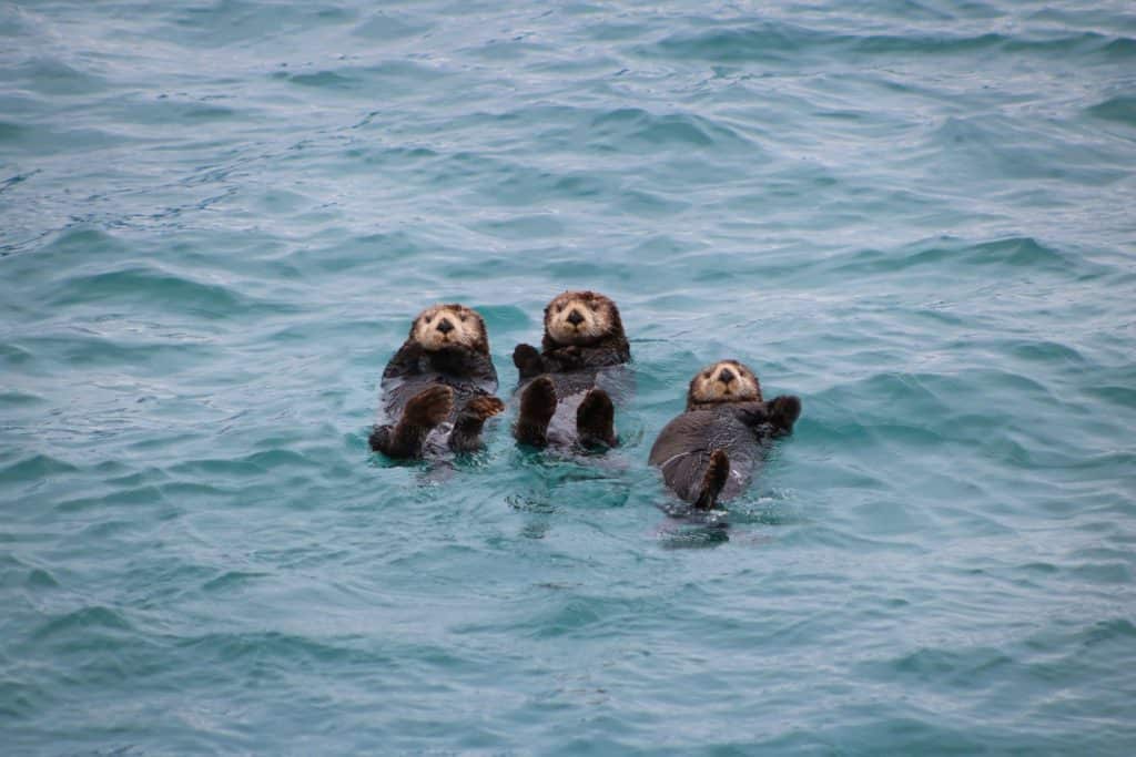 are sea otters endangered