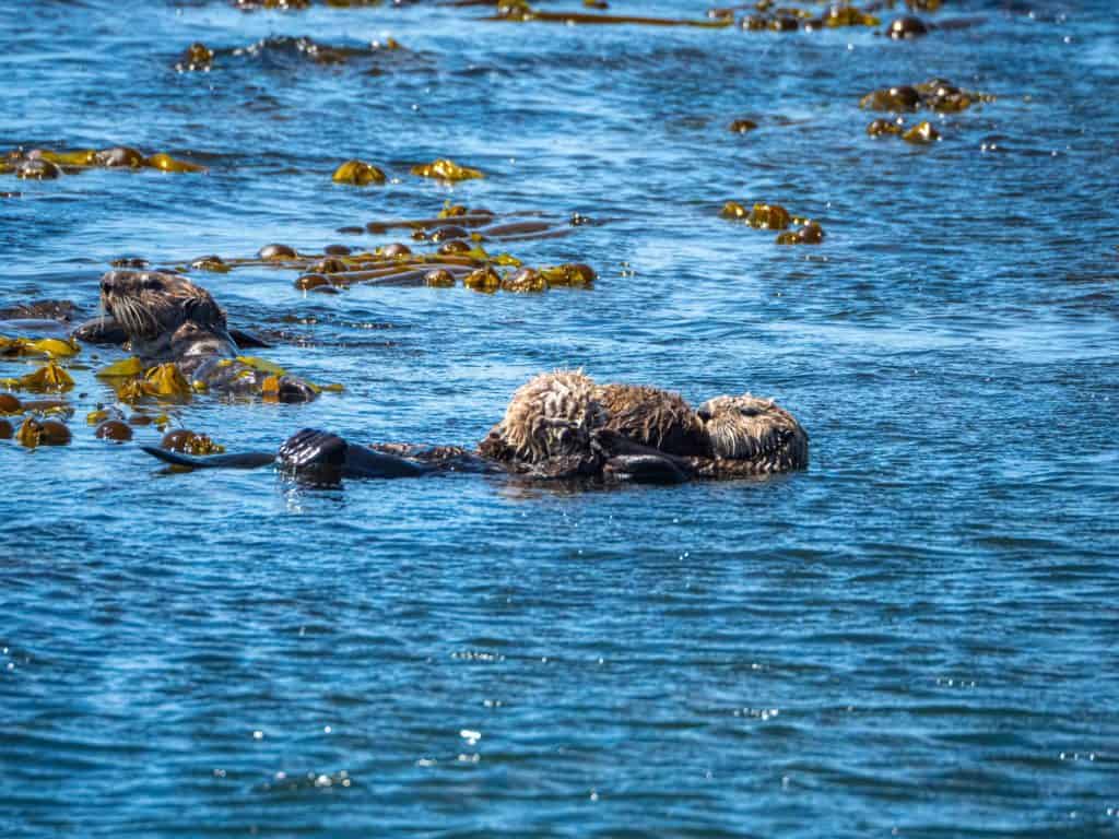 are sea otters dangerous