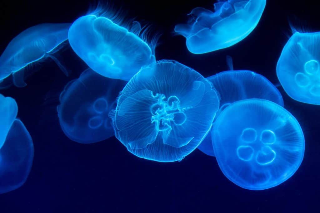 do jellyfish have organs