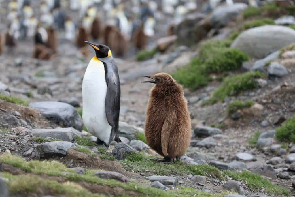 how do penguins mate