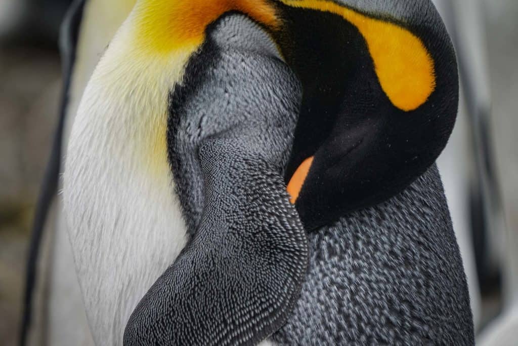 how do penguins sleep