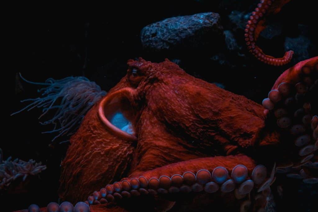 are octopus carnivores