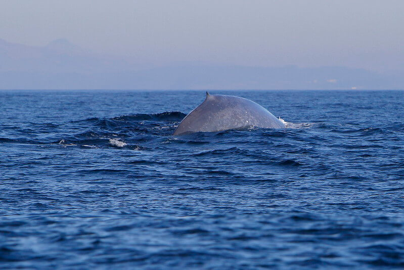 are blue whales endangered