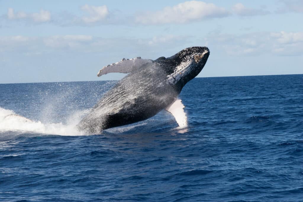 are humpback whales endangered