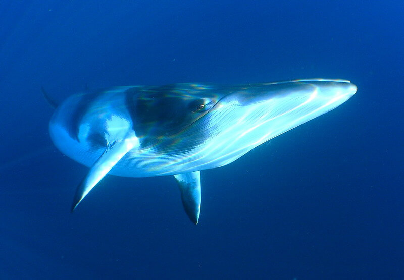 are minke whales endangered