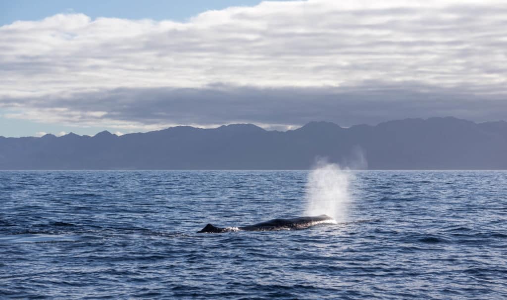 are sperm whales dangerous