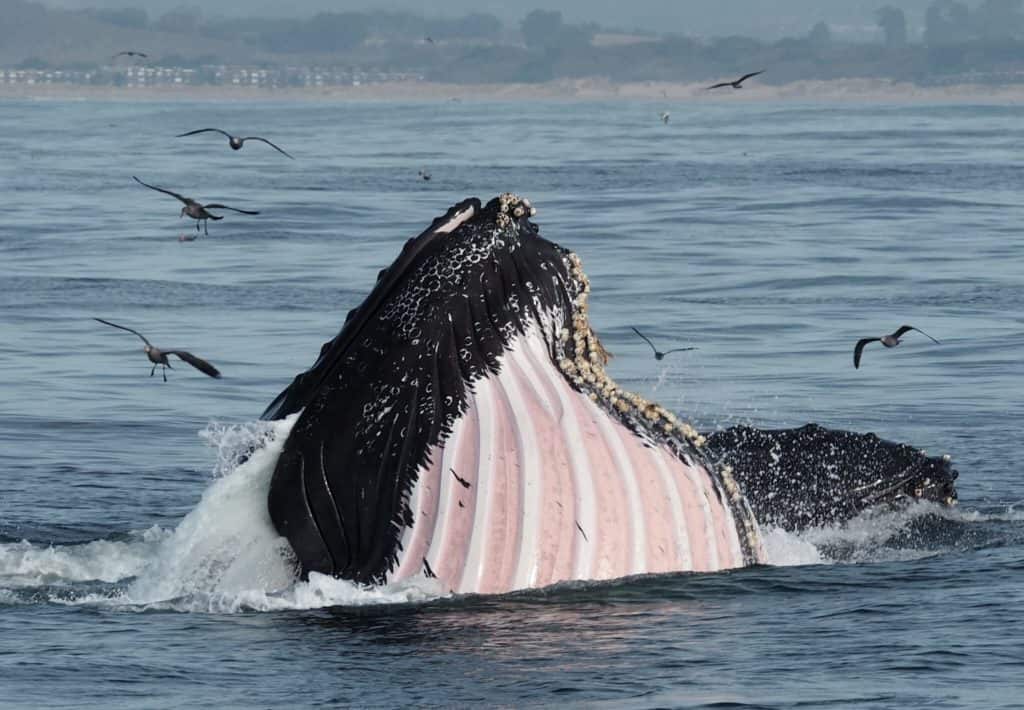 can humpback whales eat humans