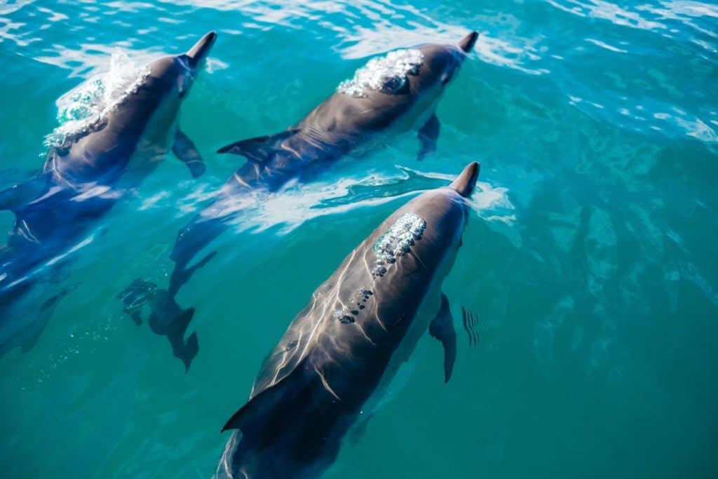 do dolphins nurse their young