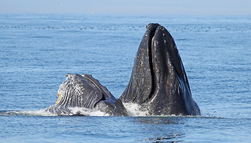 do humpback whales travel in pods