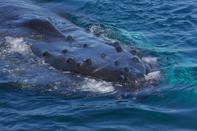 humpback whale lifespan