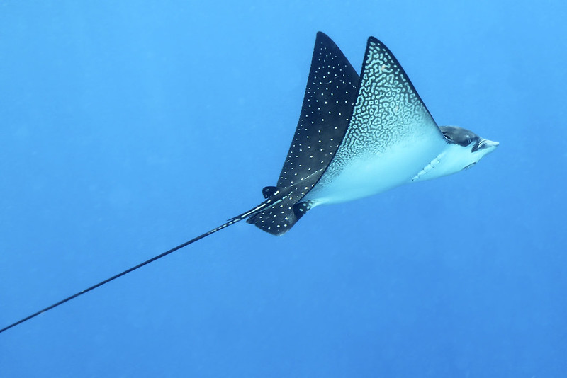 are eagle rays dangerous