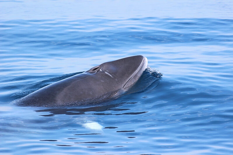 are minke whales dangerous