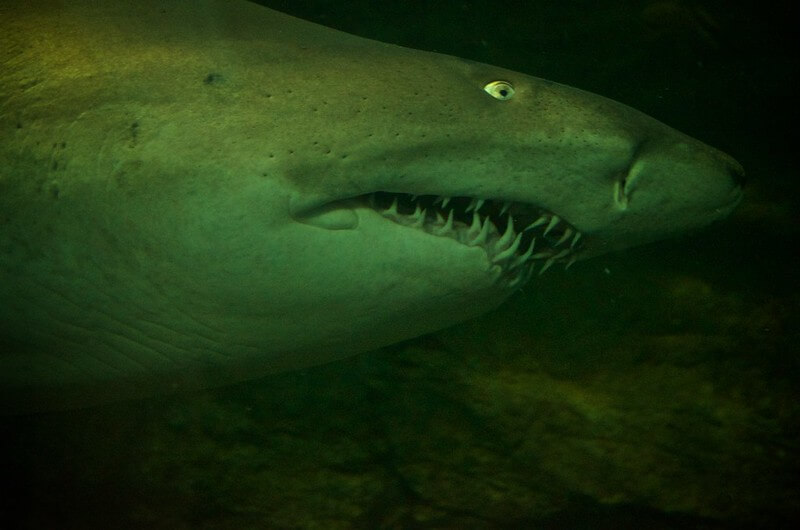 are sharks more active at night