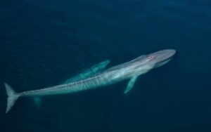 Baby Blue Size: How Big Is A Baby Blue Whale? - MarinePatch