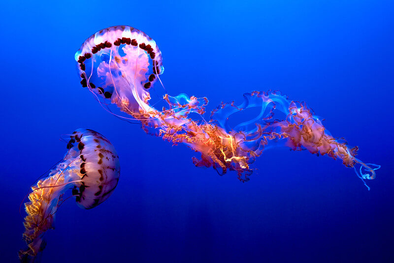 how to avoid being stung by a jellyfish