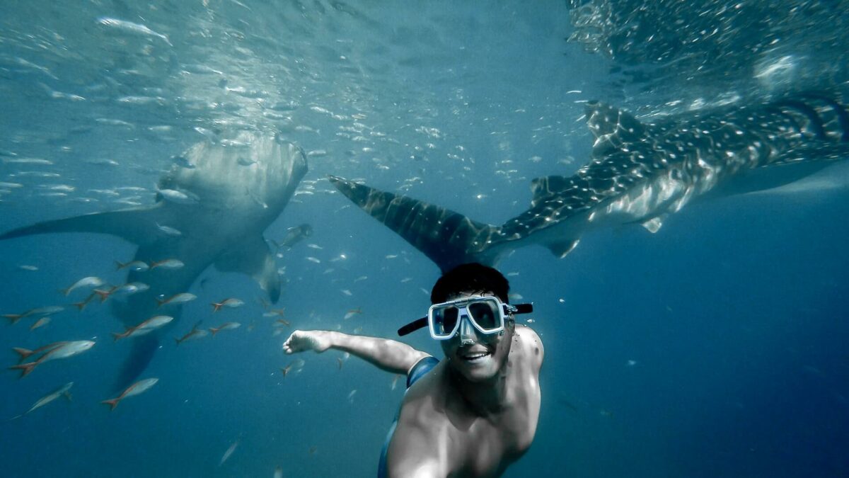 how to swim with whale sharks