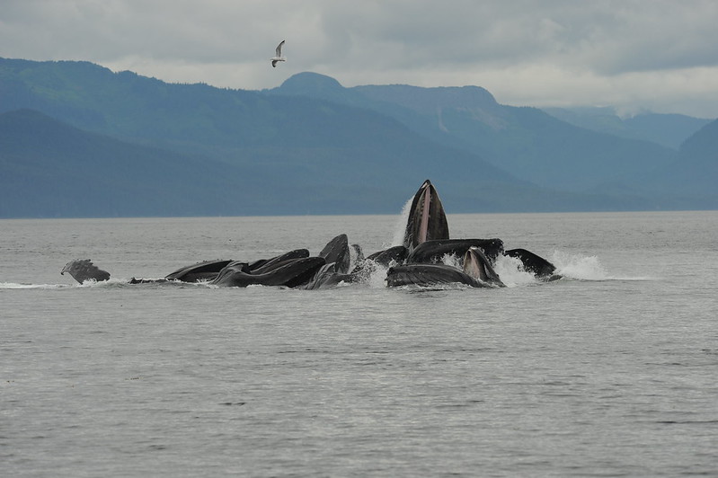 humpback whale bubble netting