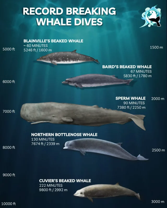 sperm whale diving chart