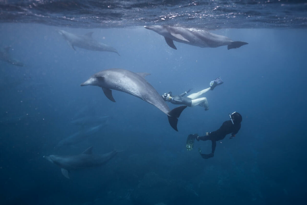 swimming with dolphins