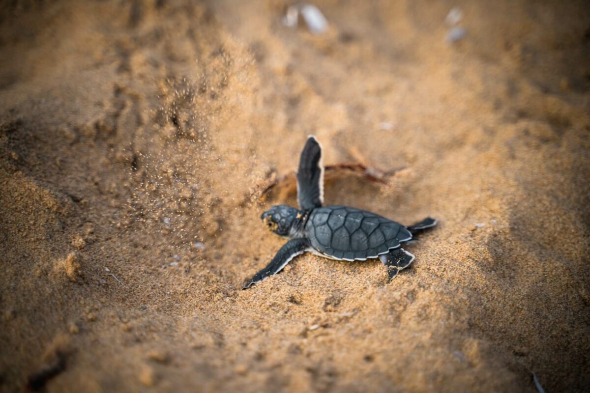 what to do if you find a baby sea turtle