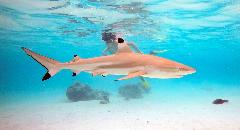 what to do if you see a shark while snorkeling